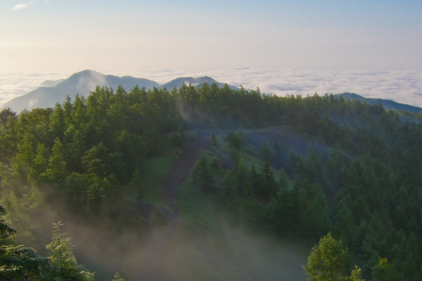 背が高く、濃い緑色のコメツガなどが生える、山の尾根付近の風景