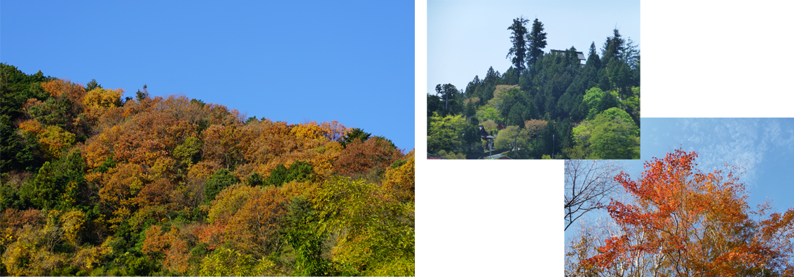 茶色や橙、黄色などに色づいた、山間部の紅葉風景