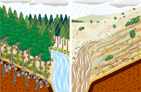 手入れが行き届いた森林がある山では、木の枝葉や根元の草等が雨を跳ね返し、根が土を掴んでいますが、土がむき出しの山では、雨が直接土に当たるため、土砂が流れだしたり川が溢れやすくなります。