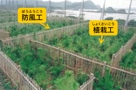 海岸防災林造成（近景）の写真