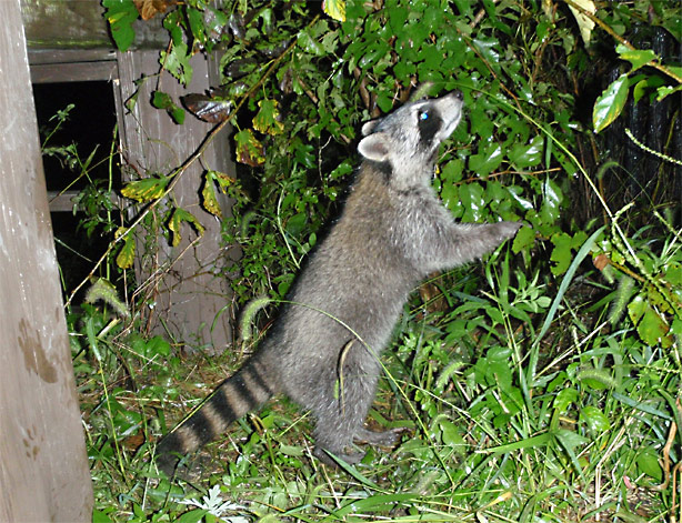 後ろ足だけで立ち上がるアライグマの写真