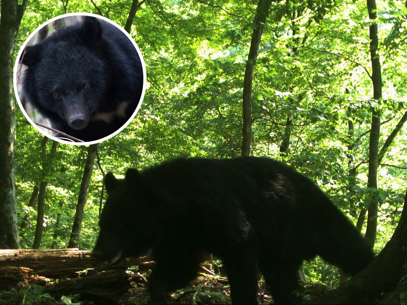 森林を歩くツキノワグマの写真