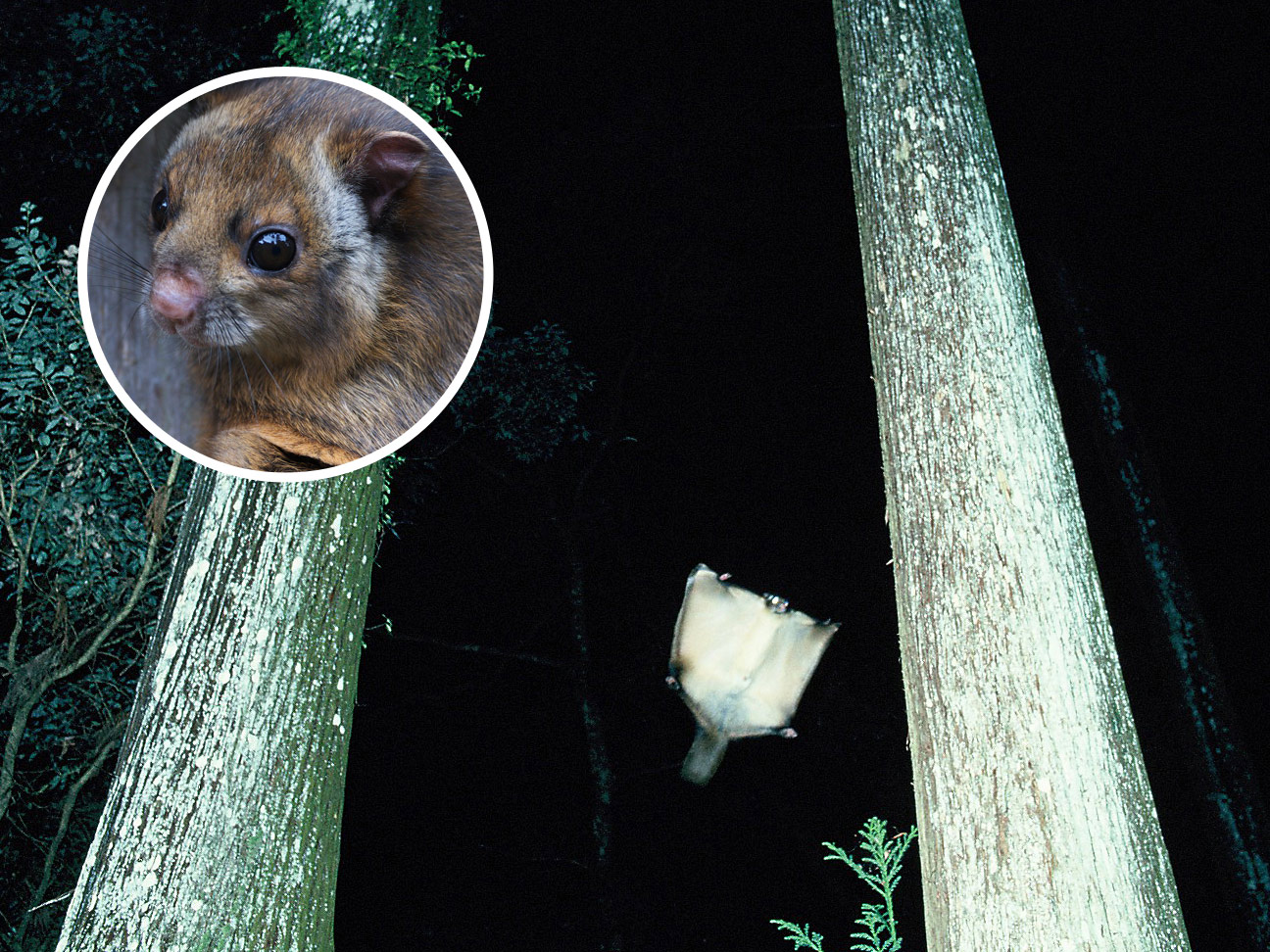 前足と後ろ足の間の膜を広げて、木から木へと飛び移るムササビの写真