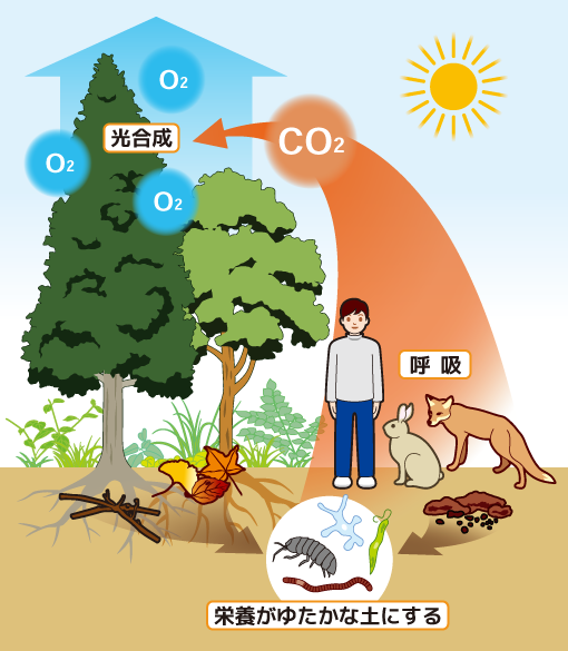 森林の生きものや土、空気の密接な関係性を示すイラスト