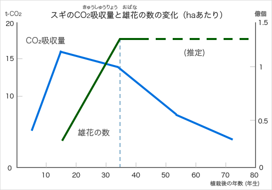 スギの二酸化炭素吸収量は、植栽後10数年伸びて落ち着き、30年を過ぎると大きく減少します。また、この頃には雄花をたくさんつけるようになります。