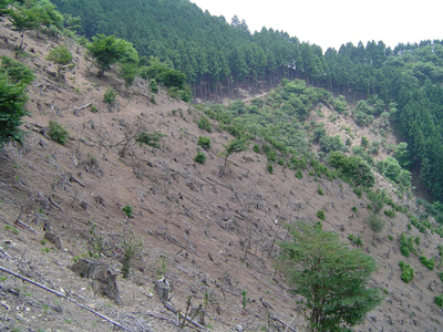 草や木がほとんどなく山肌がむき出しになった森林風景