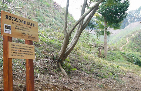 東京マラソンの森、と書かれた看板と山の斜面の風景