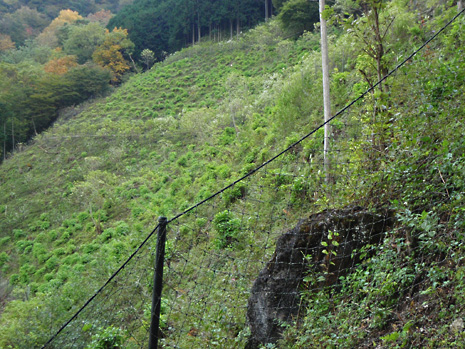 シカを防ぐ柵の内側に、沢山の苗木が育てられている風景