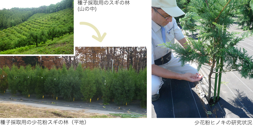 山の斜面にある種子採集用のスギ林と、平地にある種子採取用の少花粉スギ林と、少花粉ヒノキの林で行っている研究の様子の写真