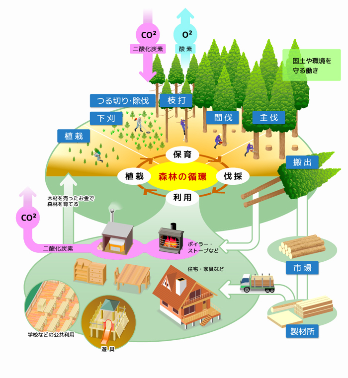 植栽、保育、伐採、利用の「森林の循環」を図解したイラスト