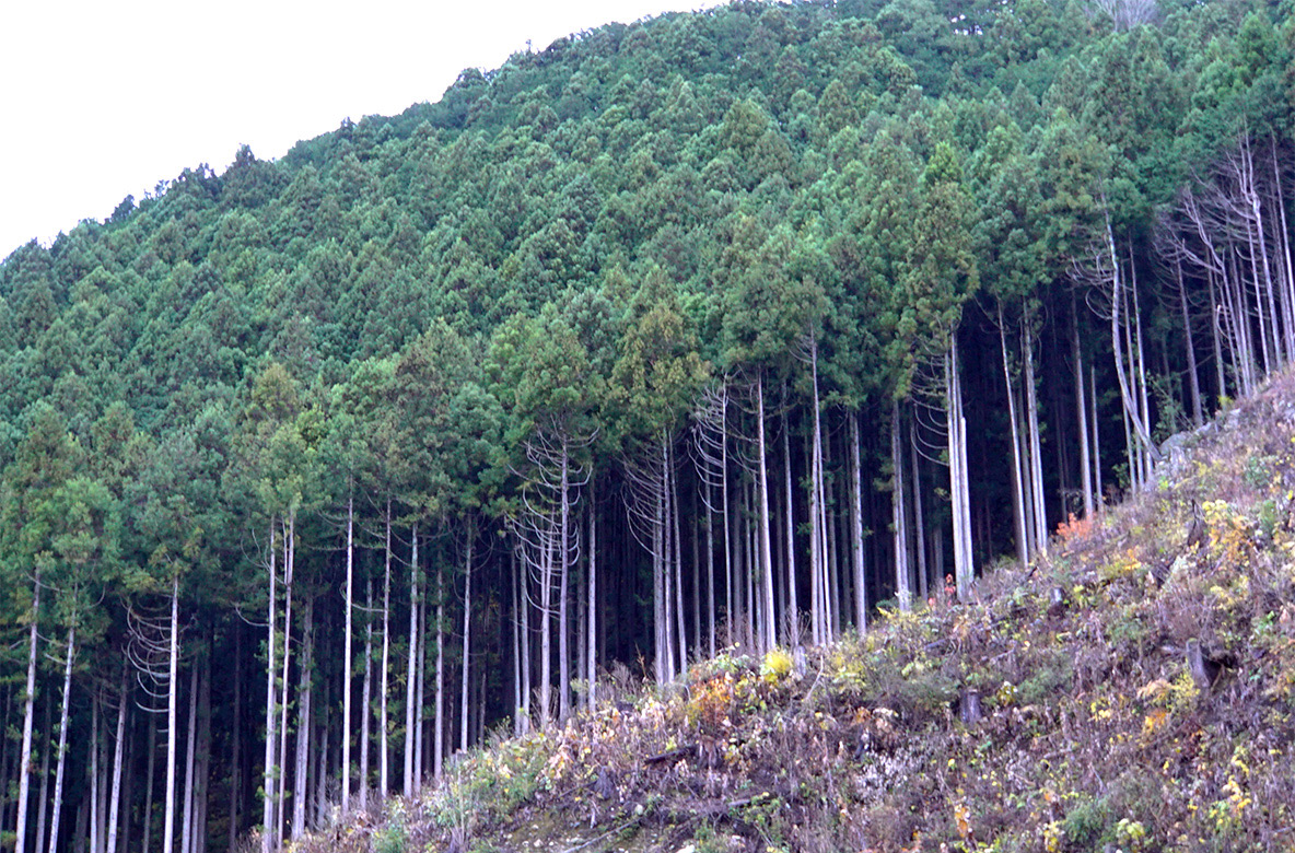スギの人工林風景