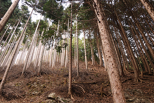 森林の写真1