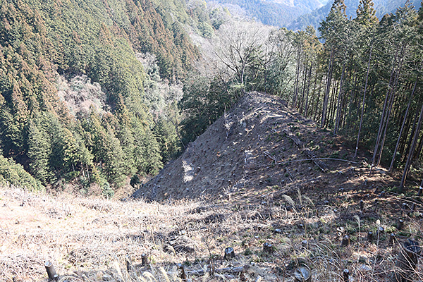 森林の写真2